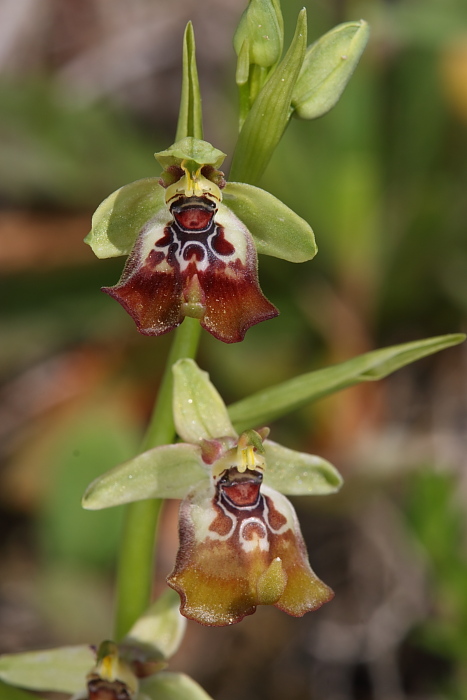 Ophrys xcampoi - Ophrys lacaitae x Ophrys oxyrrynchos