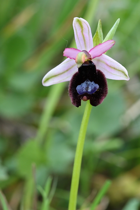 O. bertolonii ssp. explanata?(O. bertolonii ssp. bertolonii)