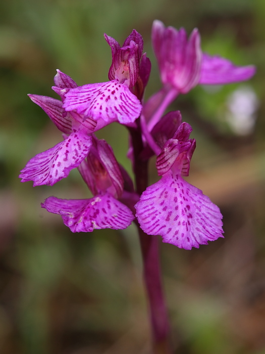 Anacamptis papilionacea x Anacamptis longicornu  ?