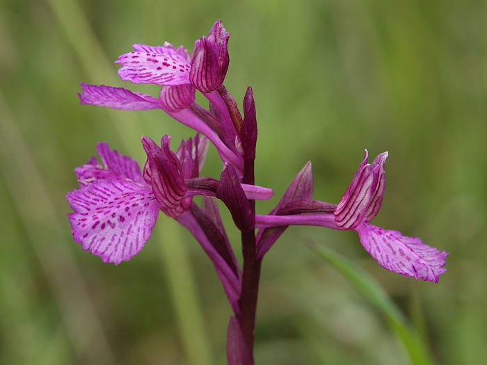 Anacamptis papilionacea x Anacamptis longicornu  ?