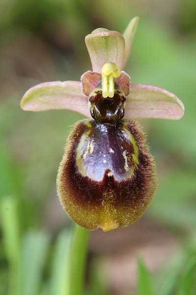 Ophrys speculum o ciliata x Ophrys tenthredinifera grandifl.