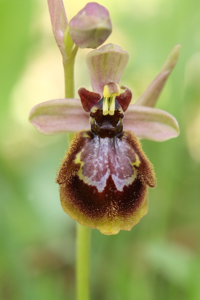 Ophrys speculum o ciliata x Ophrys tenthredinifera grandifl.