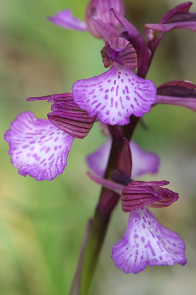 Anacamptis xgennarii - morio x papilionacea