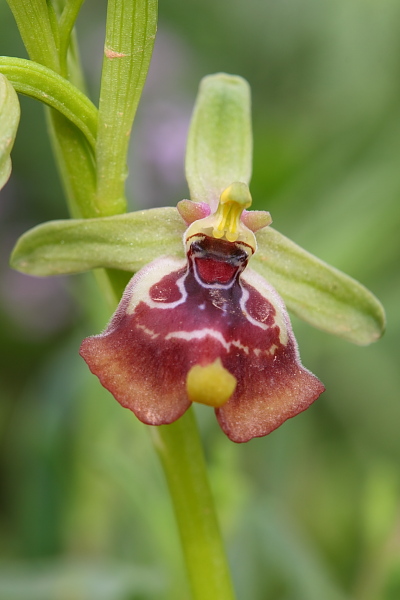 Ophrys biancae?