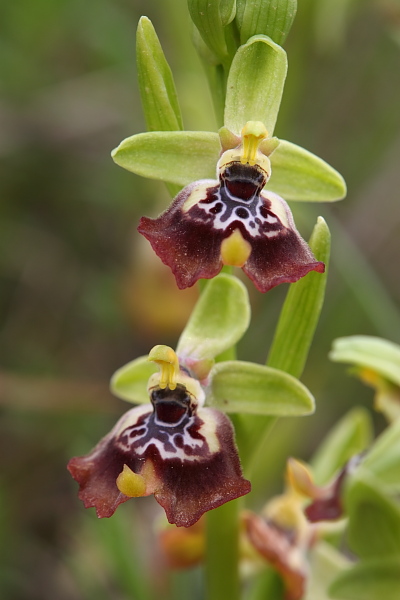 Ophrys biancae?