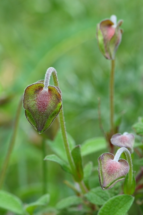 Cistus sp.