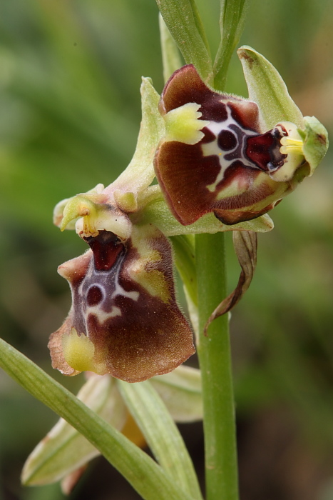 Ophrys biancae?