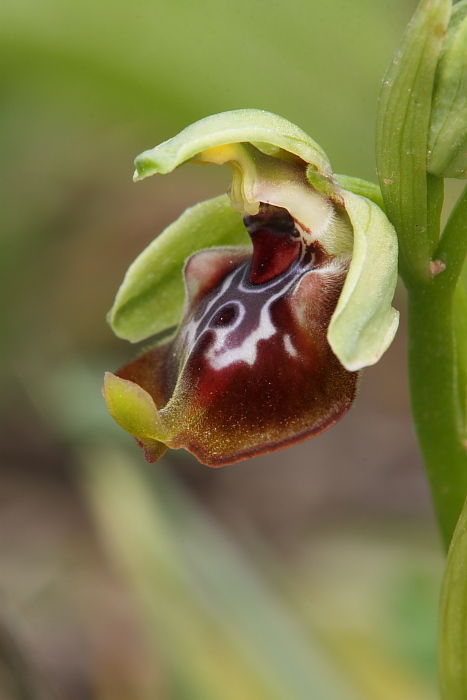 Ophrys biancae?