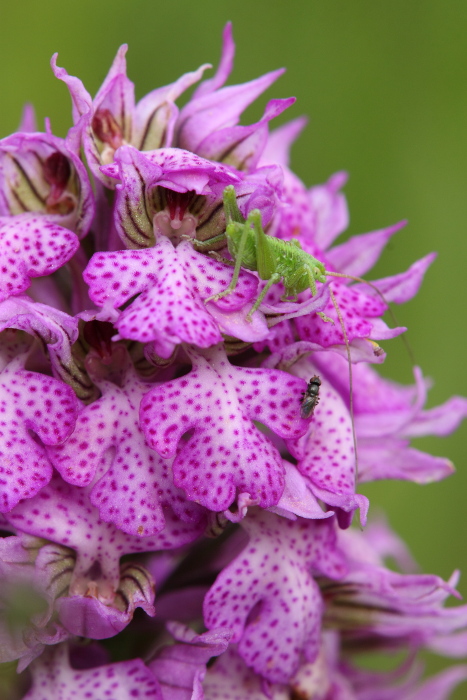 Neotinea lactea x Neotinea commutata ?