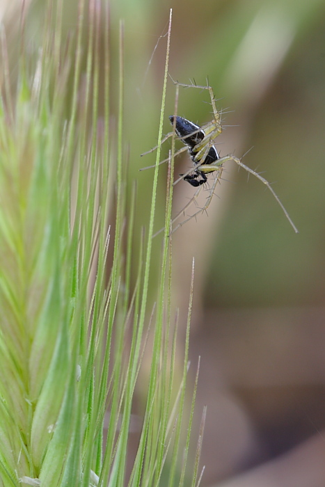 Oxyopes sp.