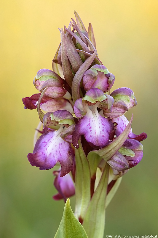 Buon anno con i primi fiori