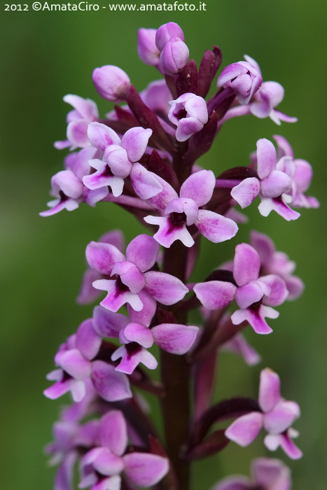 Da identificare: Orchis brancifortii, Pazzano (RC, Calabria)