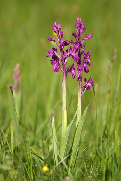 Anacamptis laxiflora x  Anacamptis morio