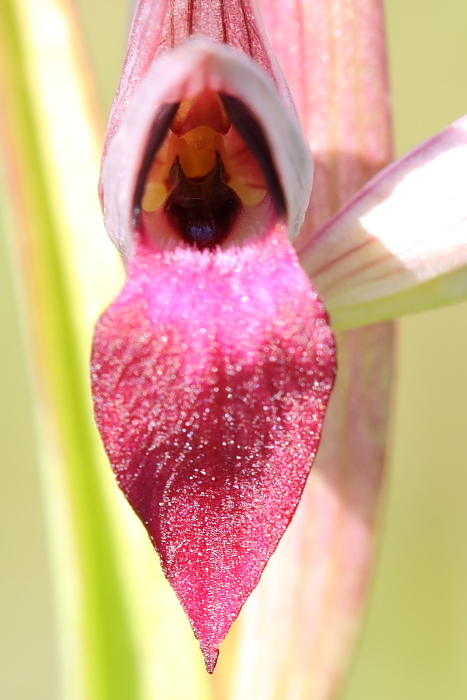 Possibile serapias strictiflora???