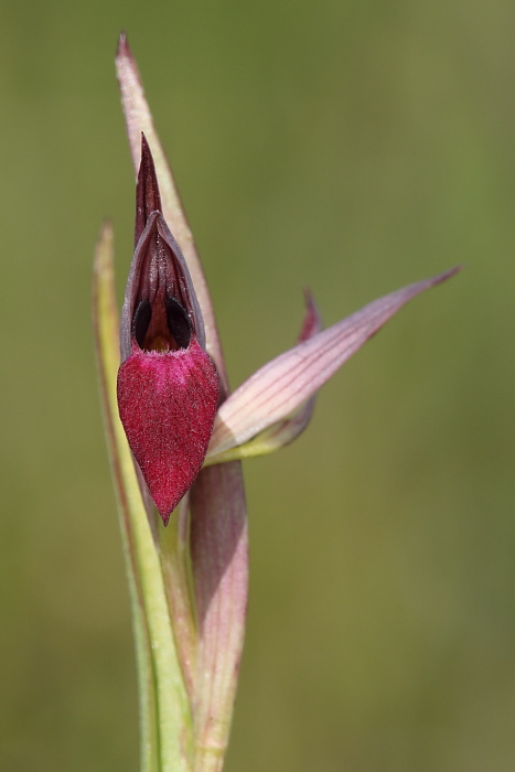 Possibile serapias strictiflora???