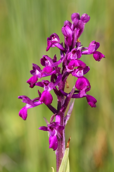 Anacamptis laxiflora x  Anacamptis morio