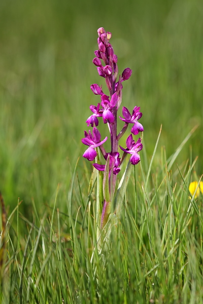 Anacamptis laxiflora x  Anacamptis morio