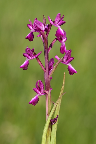 Anacamptis laxiflora x  Anacamptis morio