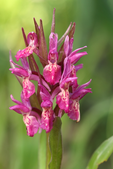 Dactylorhiza sambucina ??