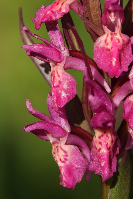 Dactylorhiza sambucina ??