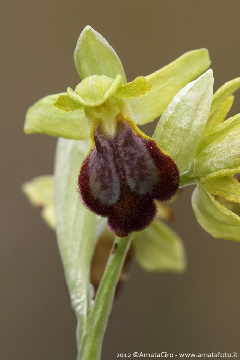 Ophrys gackiae