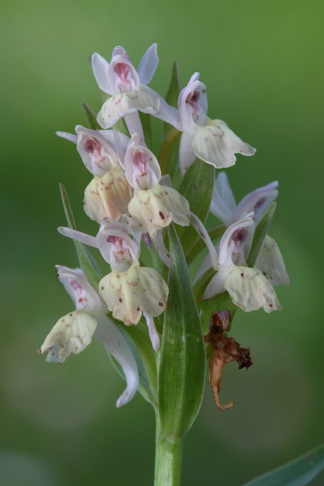 Dactylorhiza sambucina ??