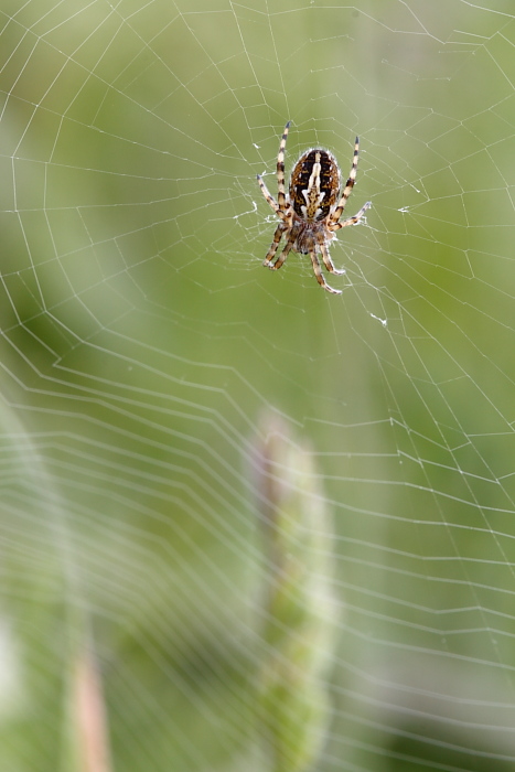 Aculepeira armida