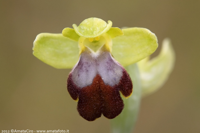 Ophrys gackiae