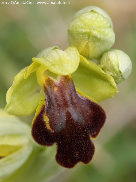 Ophrys gackiae