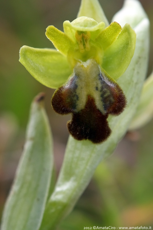 Ophrys gackiae