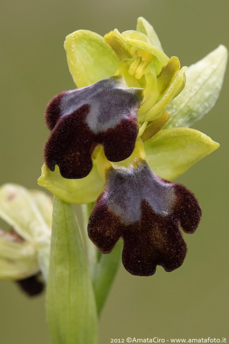 Ophrys gackiae