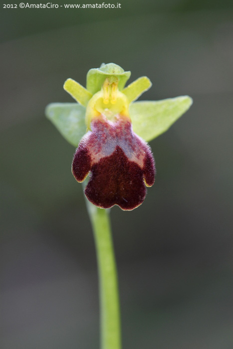 Ophrys gackiae