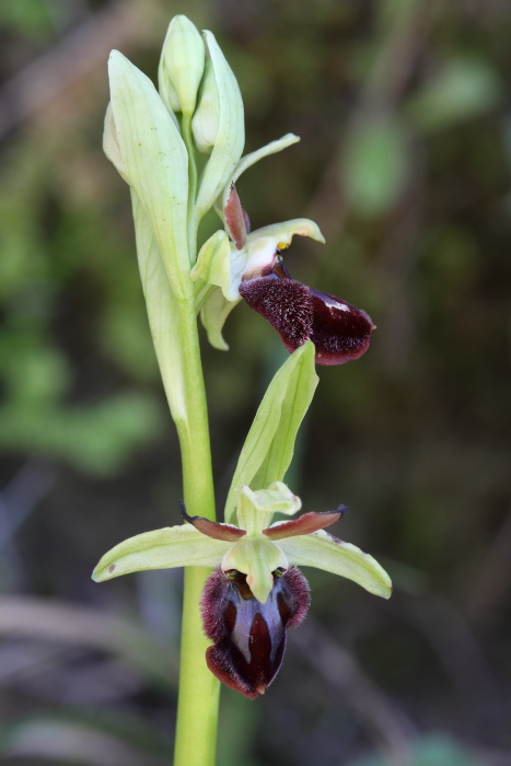 Ophrys sphegodes