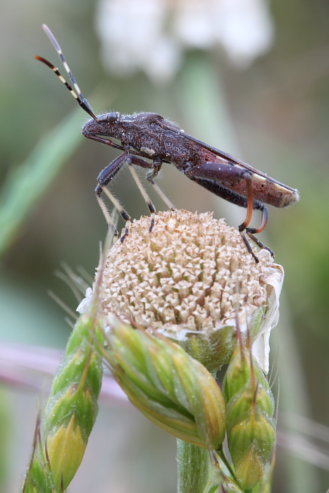 Camptopus sp. (Heteroptera)