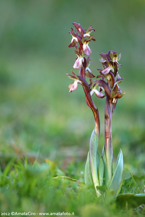 Da Troina i primi fiori