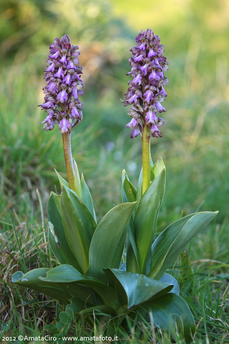 Da Troina i primi fiori