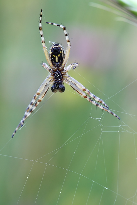 Aculepeira sp.