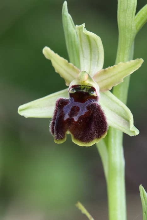 Ophrys sphegodes