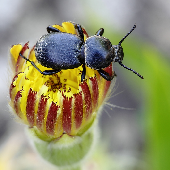 identificazione chi mi aiuta? Scaurus atratus