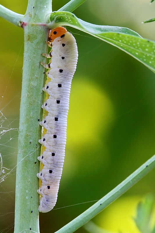 Larva di Tenthredinidae di colore bianco