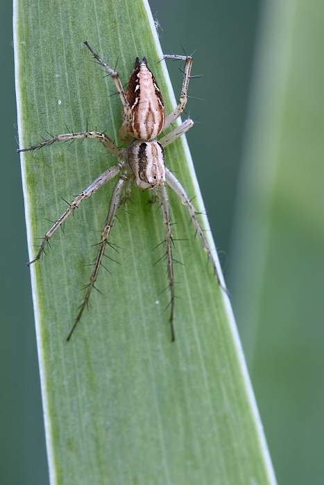 Oxyopes sp.