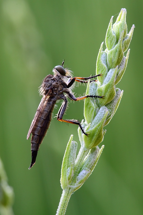 Asilidae