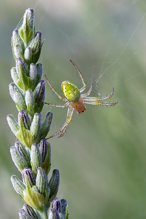 Araniella sp.