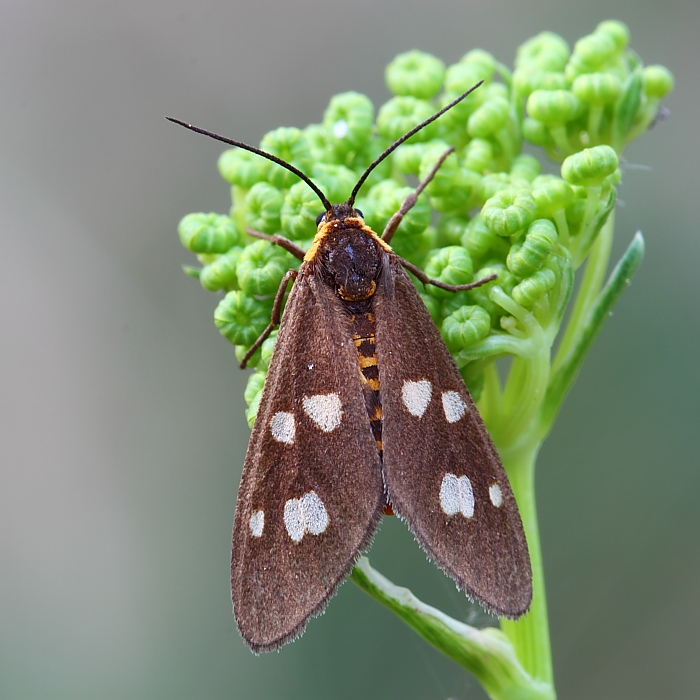 identificazione 4: Dysauxes famula (Arctiidae Syntominae)