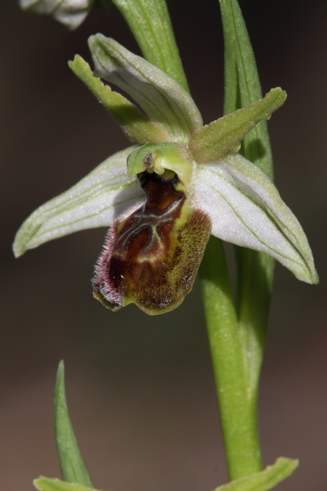 Possibile ibrido Ophrys tenthredinifera  Ophrys exaltata?