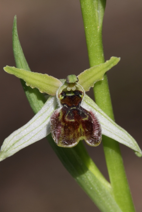 Possibile ibrido Ophrys tenthredinifera  Ophrys exaltata?