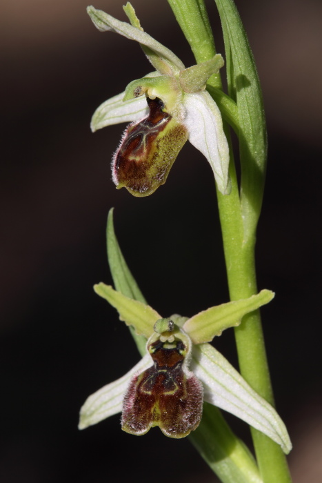 Possibile ibrido Ophrys tenthredinifera  Ophrys exaltata?