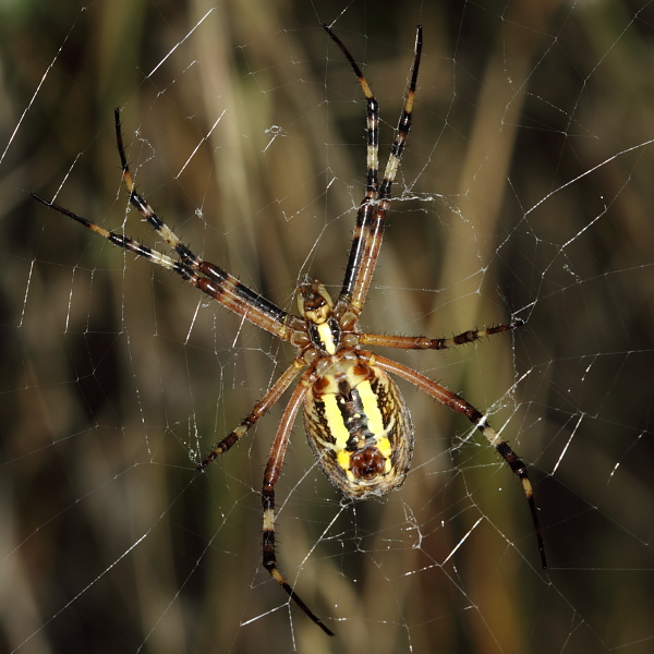 Argiope bruennichi