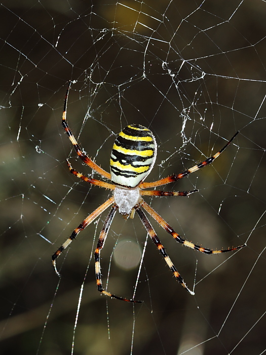 Argiope bruennichi