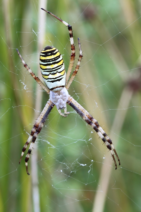 Argiope bruennichi